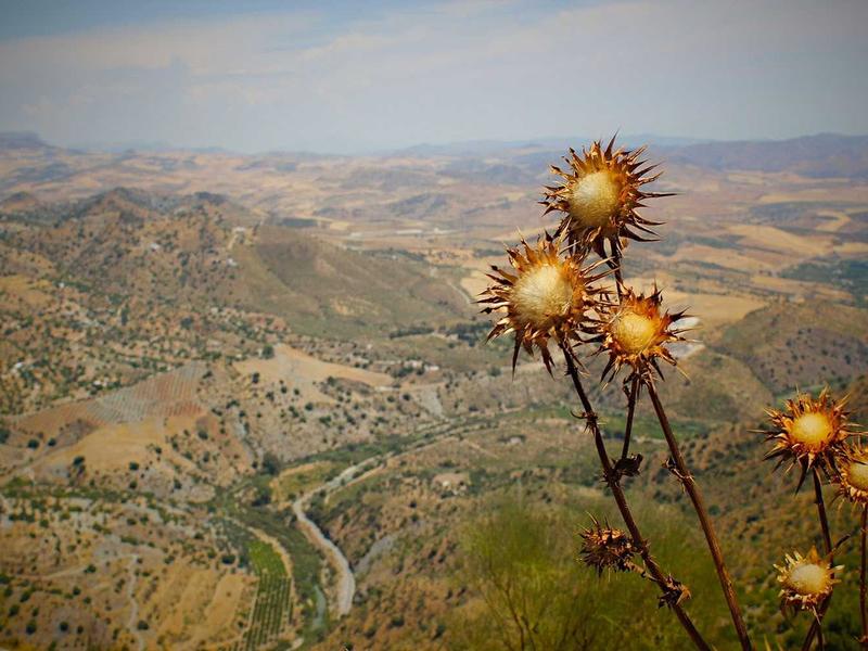 Violín Clásico La Romana